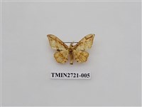 藏品(尺蛾272)的圖片